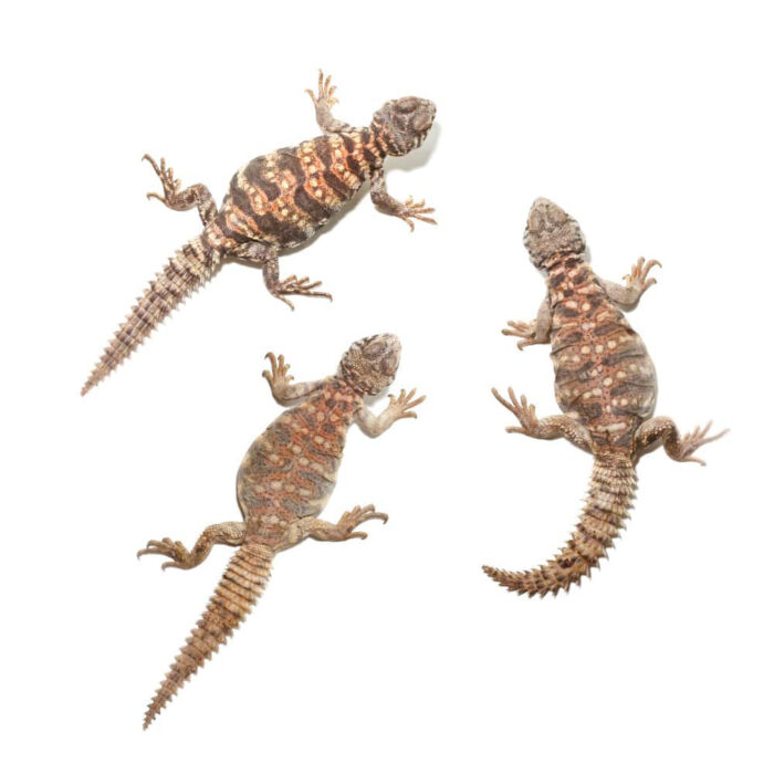 Baby Ornate Uromastyx Trio #1