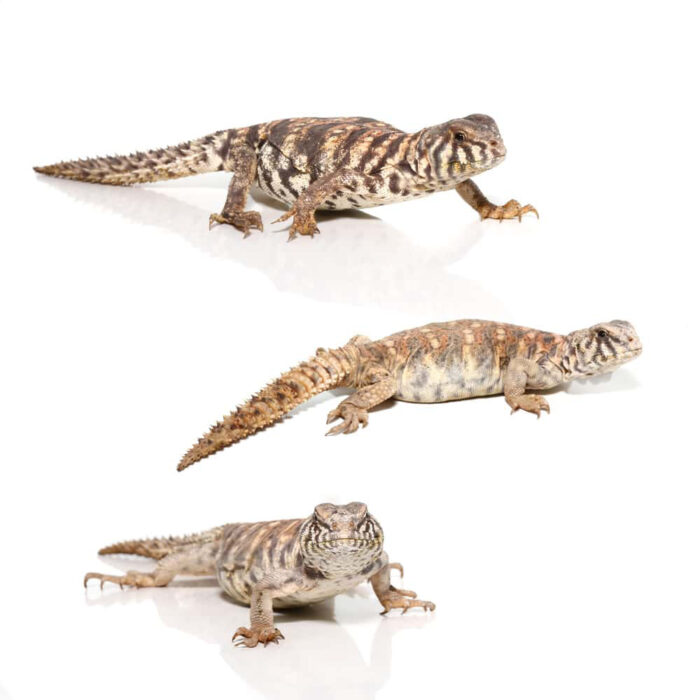 Baby Ornate Uromastyx Trio #1