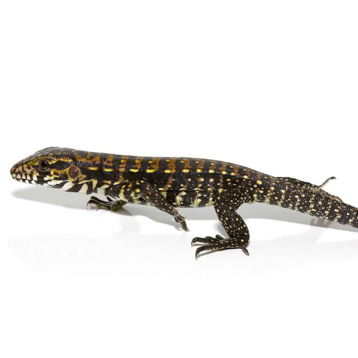 Baby Porphura Tegu