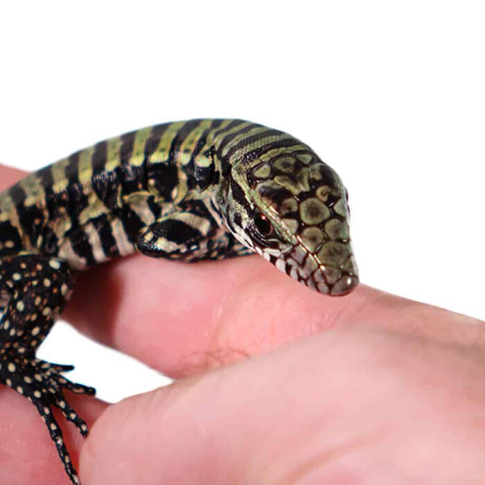 Baby Purple Tegu