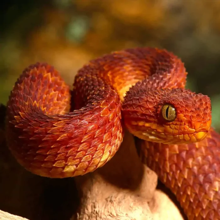 Baby Red Squamigera Bush Viper