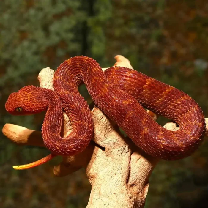 Baby Red Squamigera Bush Viper