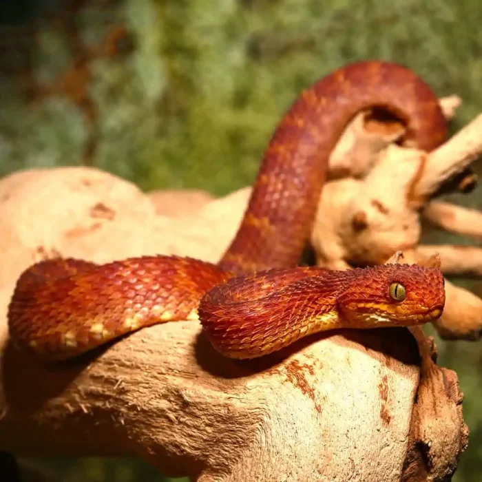 Baby Red Squamigera Bush Viper