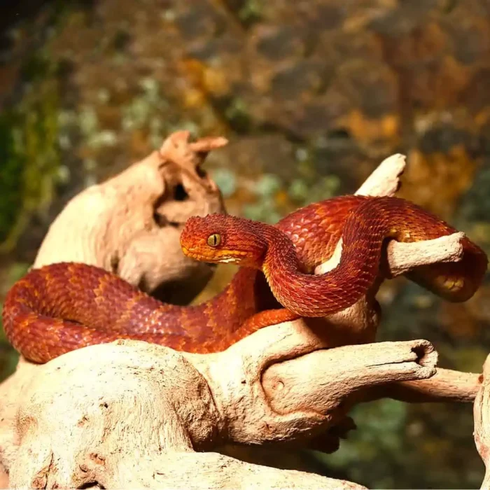 Baby Red Squamigera Bush Viper