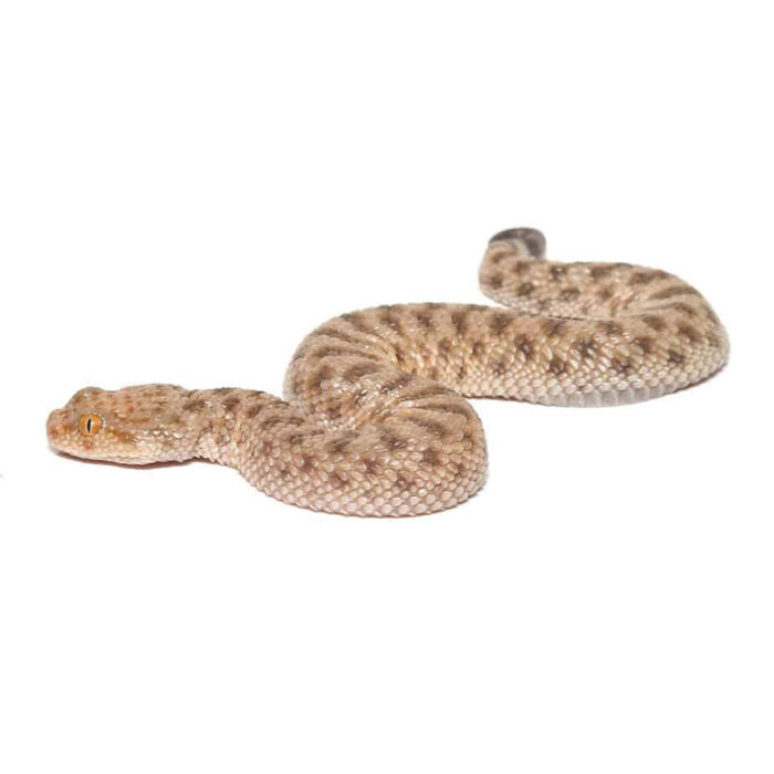 Baby Saharan Sand Viper