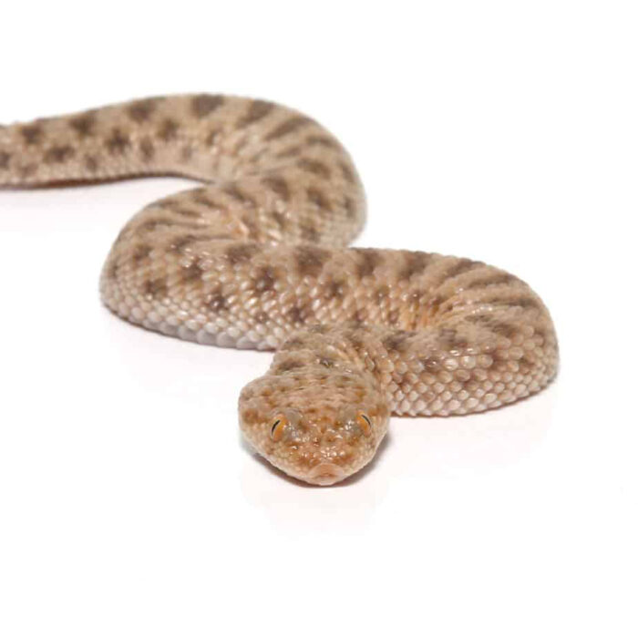 Baby Saharan Sand Viper