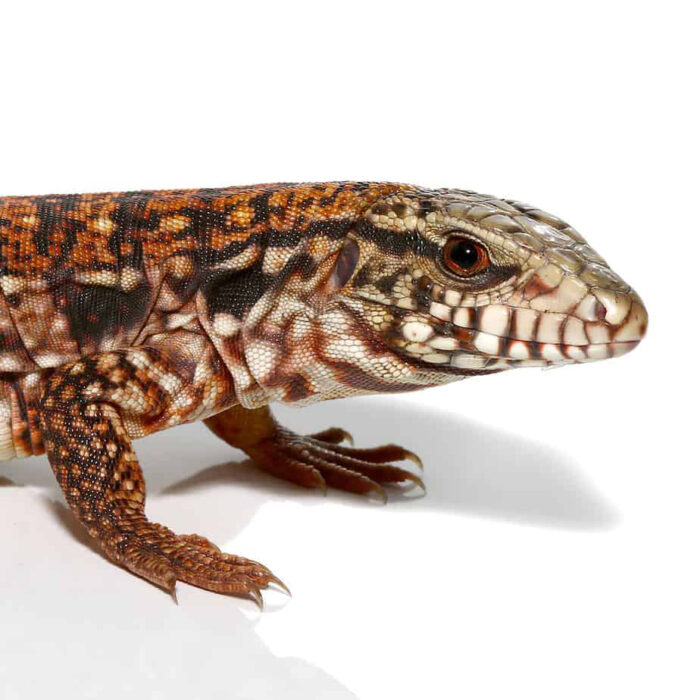 Baby Silver Panther Tegu