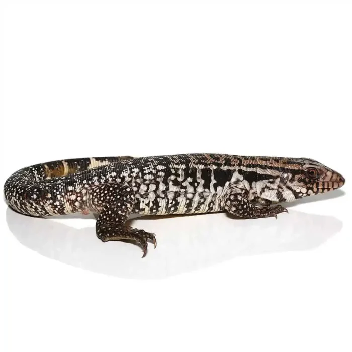 Yearling Snowmaker Tegu