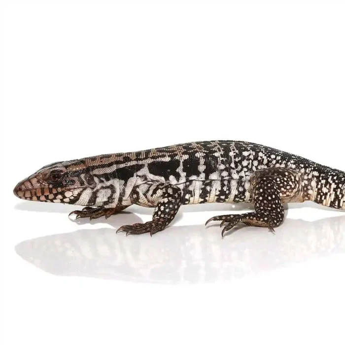 Yearling Snowmaker Tegu