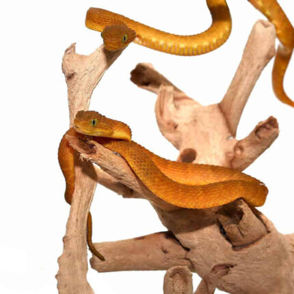 Baby Yellow Orange Squamigera Bush Viper