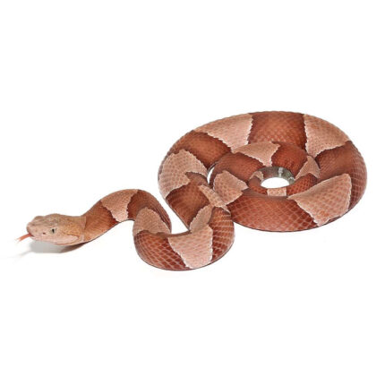 Broad Banded Copperhead Snake #1