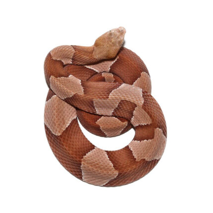 Broad Banded Copperhead Snake #1