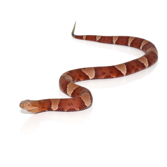 Broad Banded Copperhead Snake #2