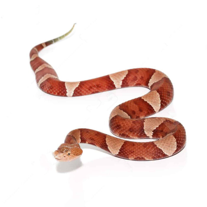 Southern Copperhead Snake