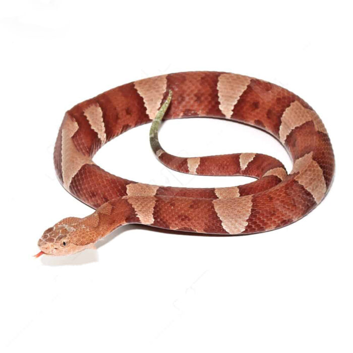 Southern Copperhead Snake