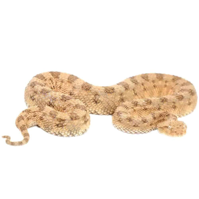 Desert Horned Viper