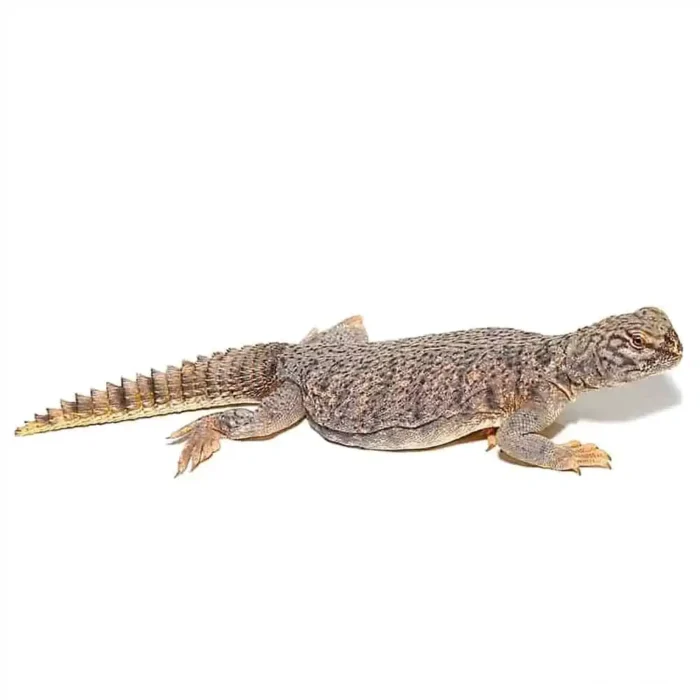 Dispar Uromastyx