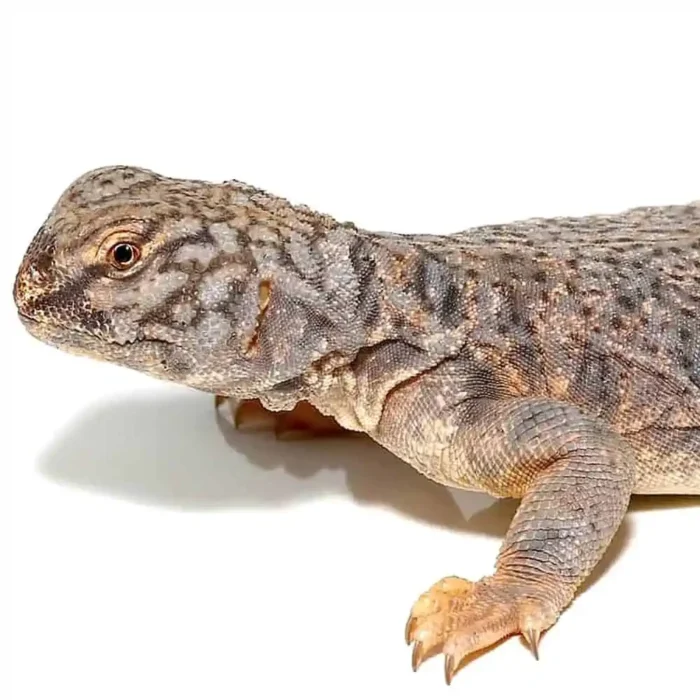 Dispar Uromastyx