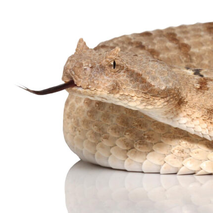 Field Horned Viper