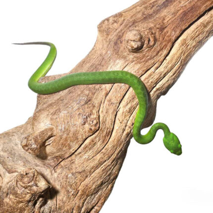 Baby Green Komodo Island Viper