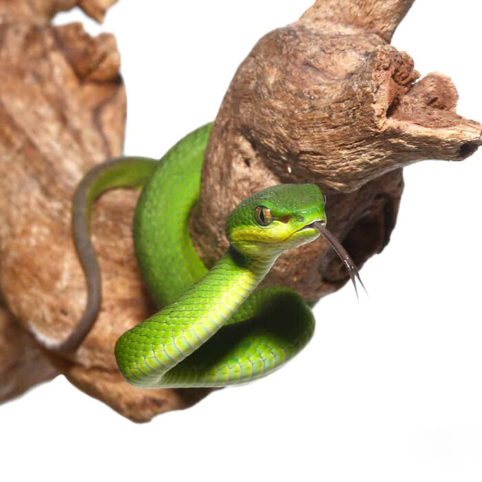 Baby Green Komodo Island Viper
