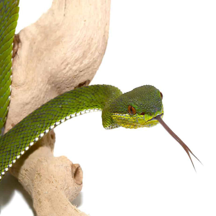 Green Purple Spotted Pit Viper