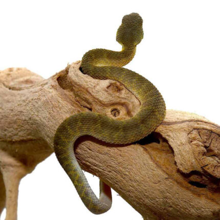 Baby Green Squamigera Bush Viper