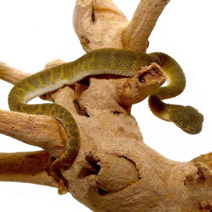 Baby Green Squamigera Bush Viper