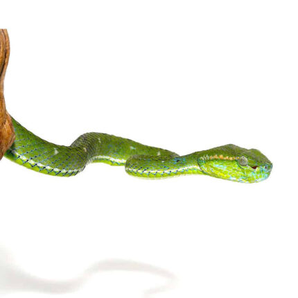 Hageni Pit Viper
