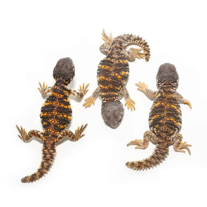 Hatchling Saharan Red Uromastyx