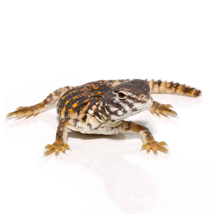 Hatchling Saharan Red Uromastyx