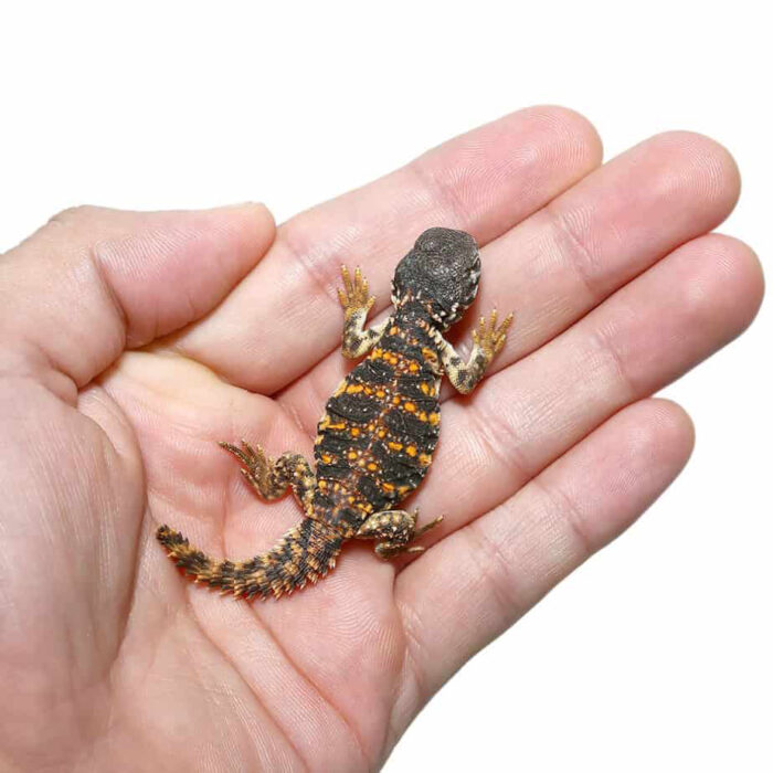 Hatchling Saharan Red Uromastyx