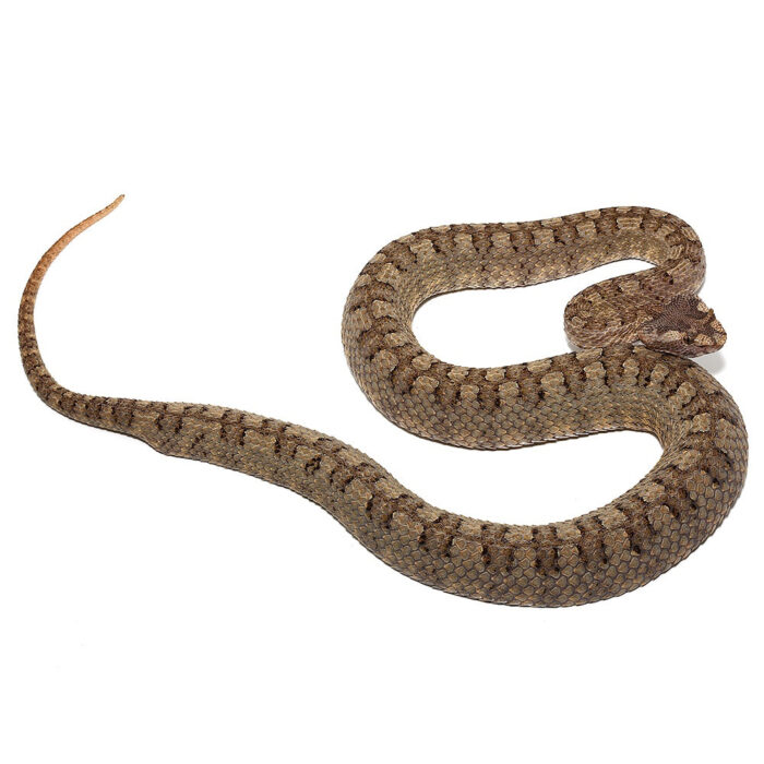 Horned Pit Viper Pair