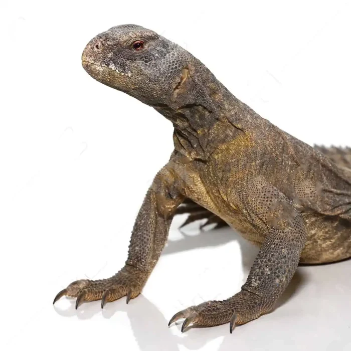 Juvenile Egyptian Uromastyx