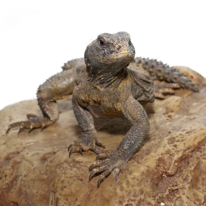 Juvenile Egyptian Uromastyx