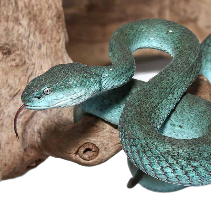 Female Komodo Island Pit Vipers