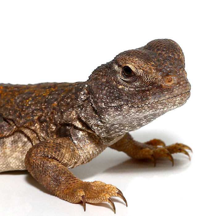 Baby Moroccan Uromastyx