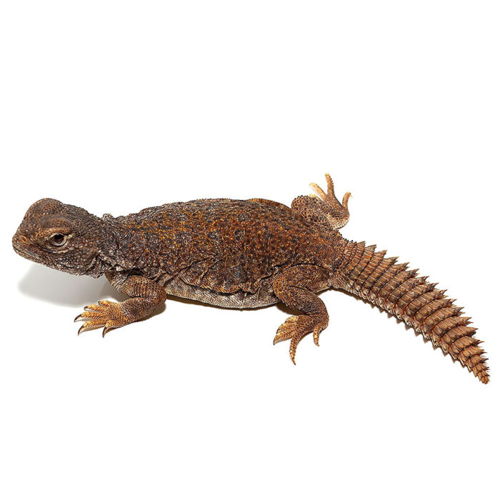 Moroccan Uromastyx