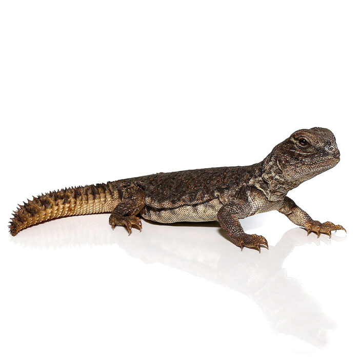 Moroccan Uromastyx