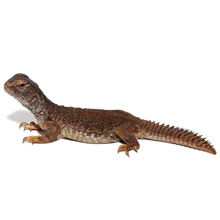 Moroccan Uromastyx