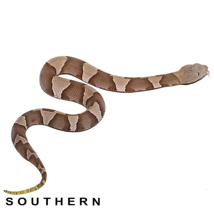 Baby Copperhead Snake