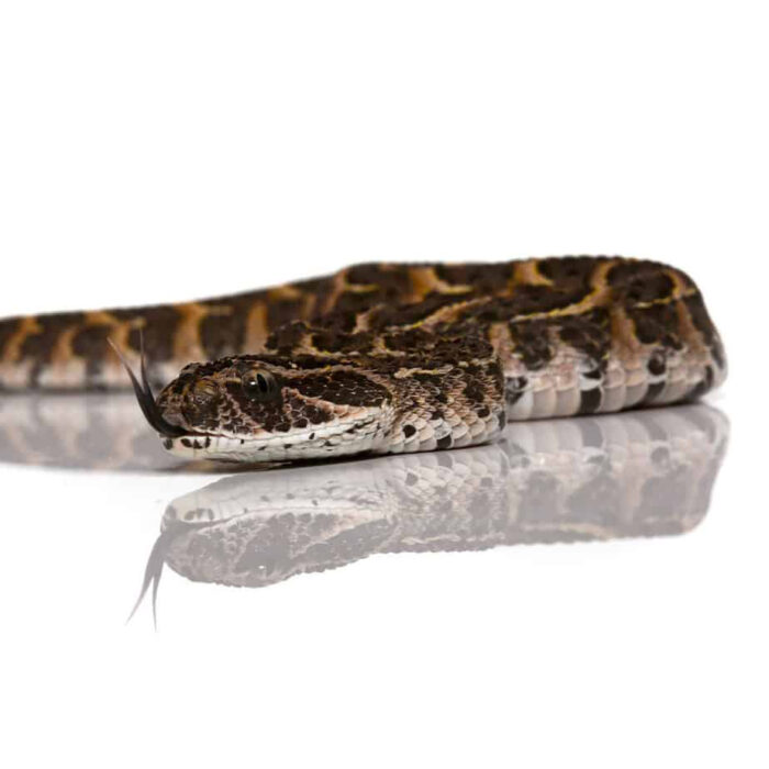 Baby Congo Puff Adder