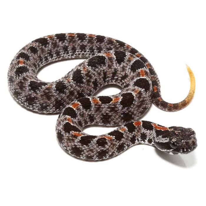 Baby Pygmy Rattlesnake