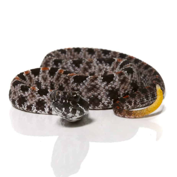 Baby Pygmy Rattlesnake