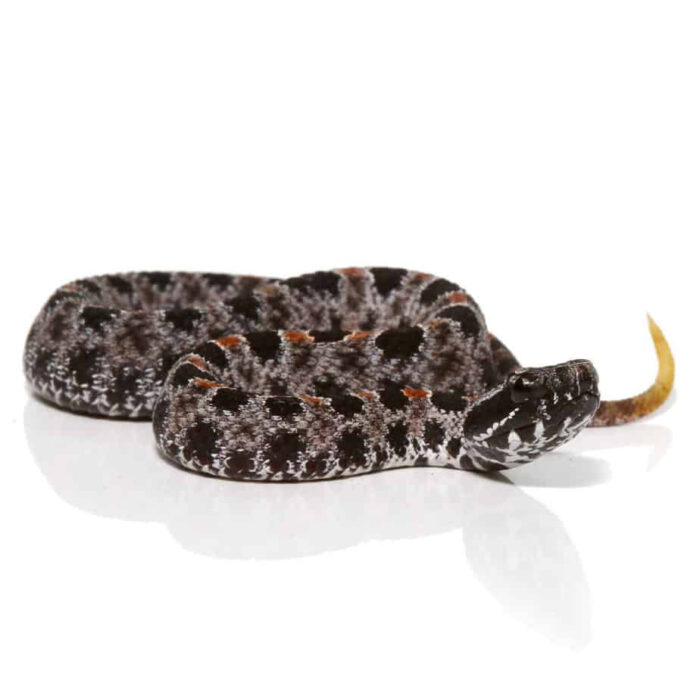 Baby Pygmy Rattlesnake