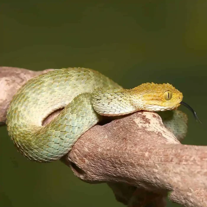 Baby Yellow Headed Squamigera Bush Viper