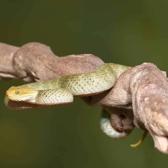 Baby Yellow Headed Squamigera Bush Viper