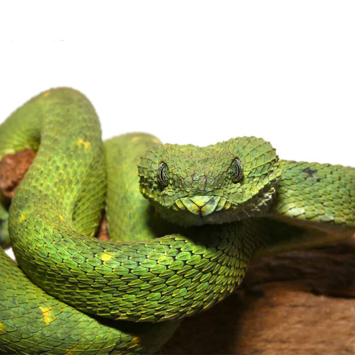 West African Bush Viper