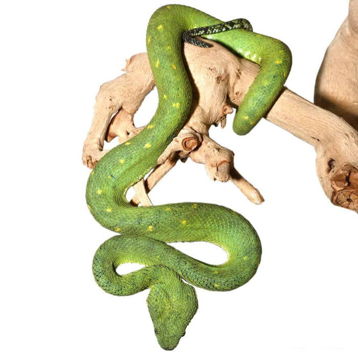 West African Bush Viper