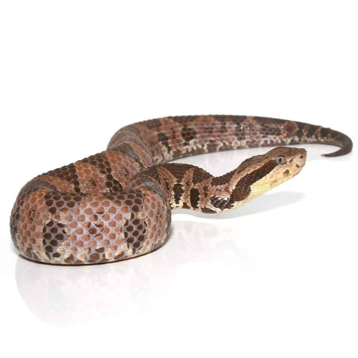 Olmecan Pit Viper